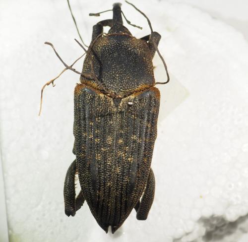 Réf. 339 249 : Homalinotus validus